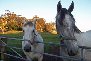 PRE (andalusian) mares Mayica Carlota and Mayica La Nobleza, eyeing off someone else's carrots